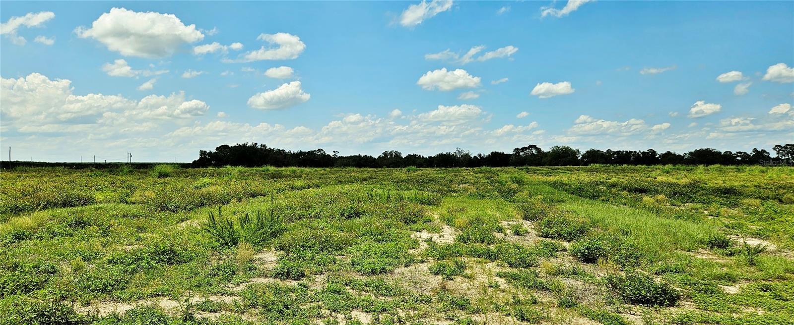 MAMMOTH GROVE ROAD, LAKE WALES, FL — photo 2