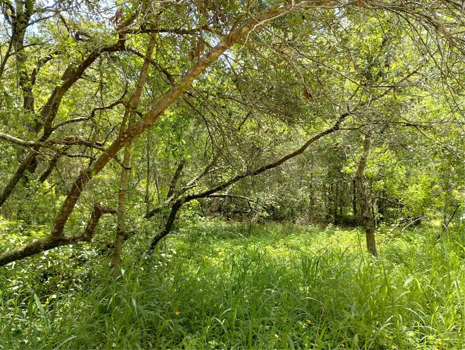DOGWOOD WAY, LADY LAKE, FL — photo 3