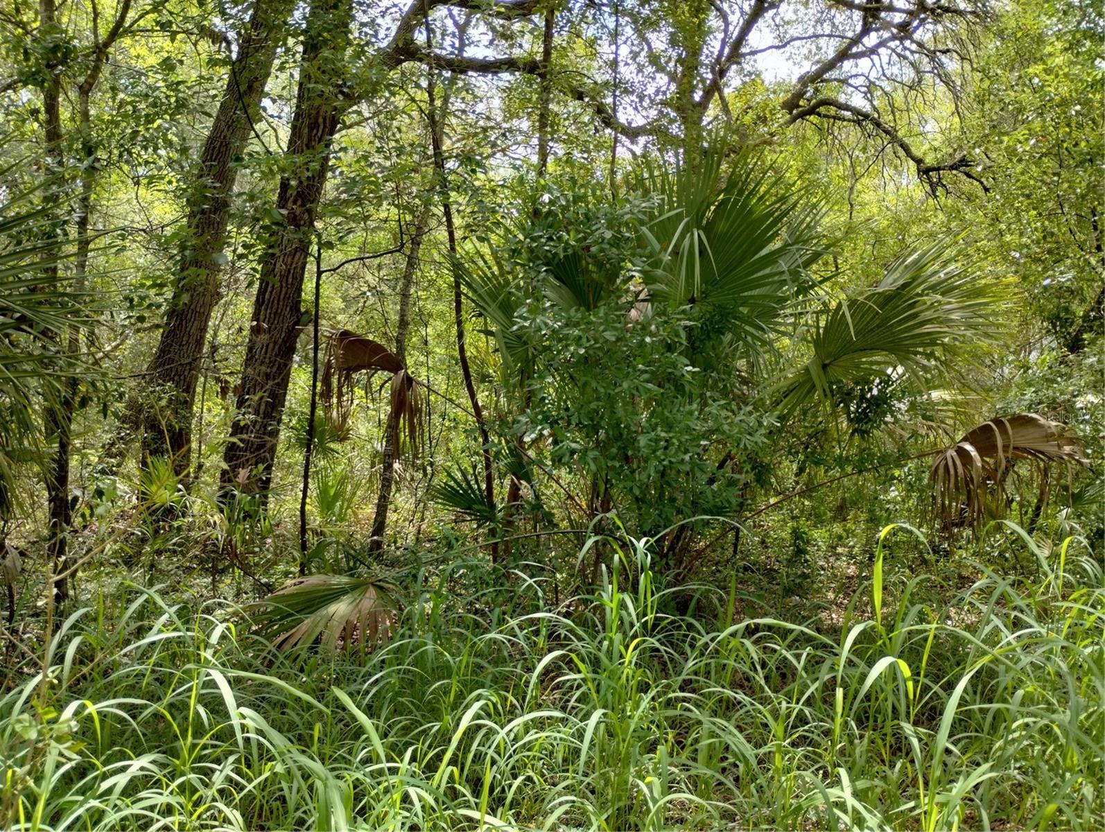 DOGWOOD WAY, LADY LAKE, FL — photo 5