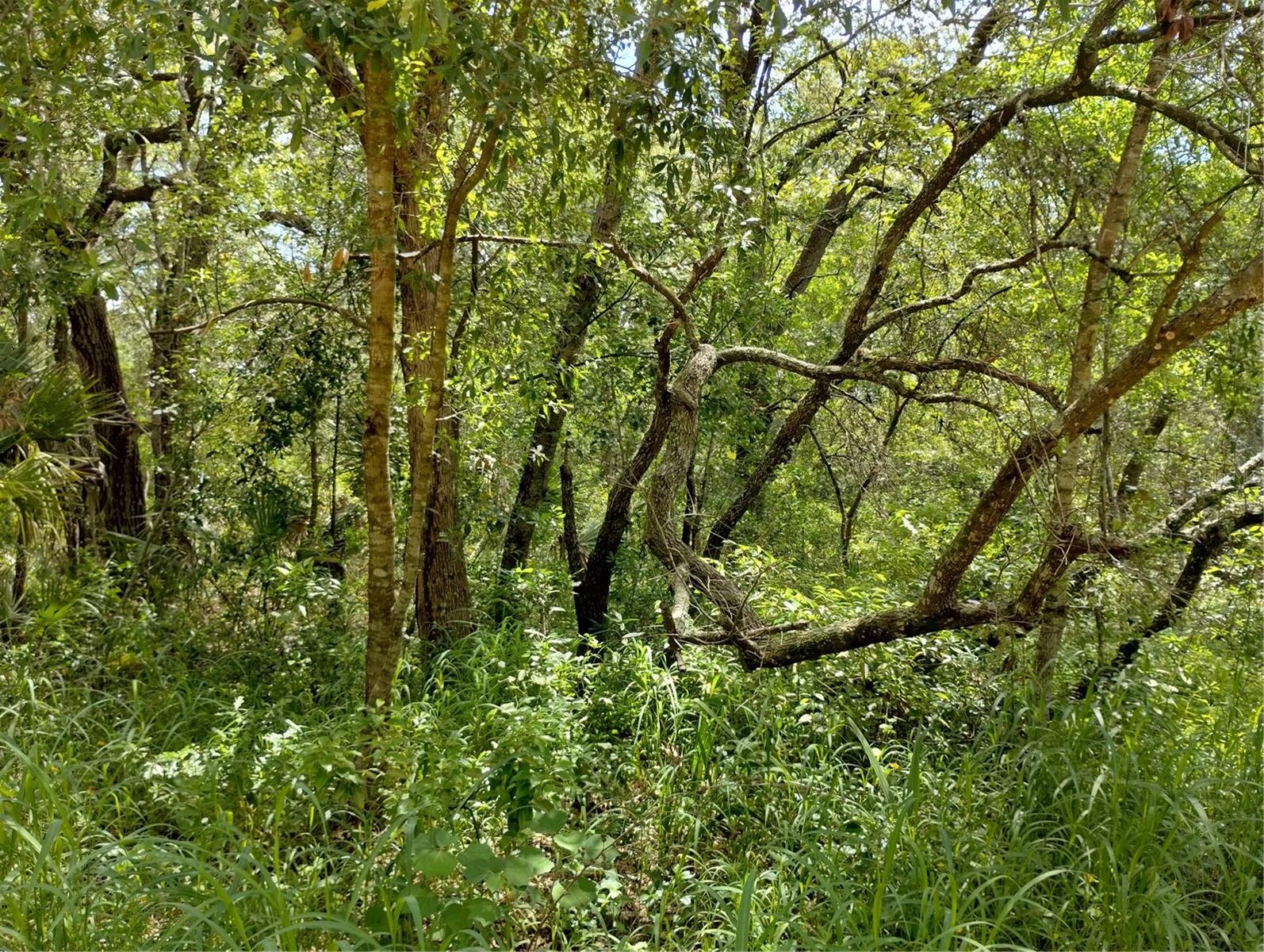 DOGWOOD WAY, LADY LAKE, FL — photo 7