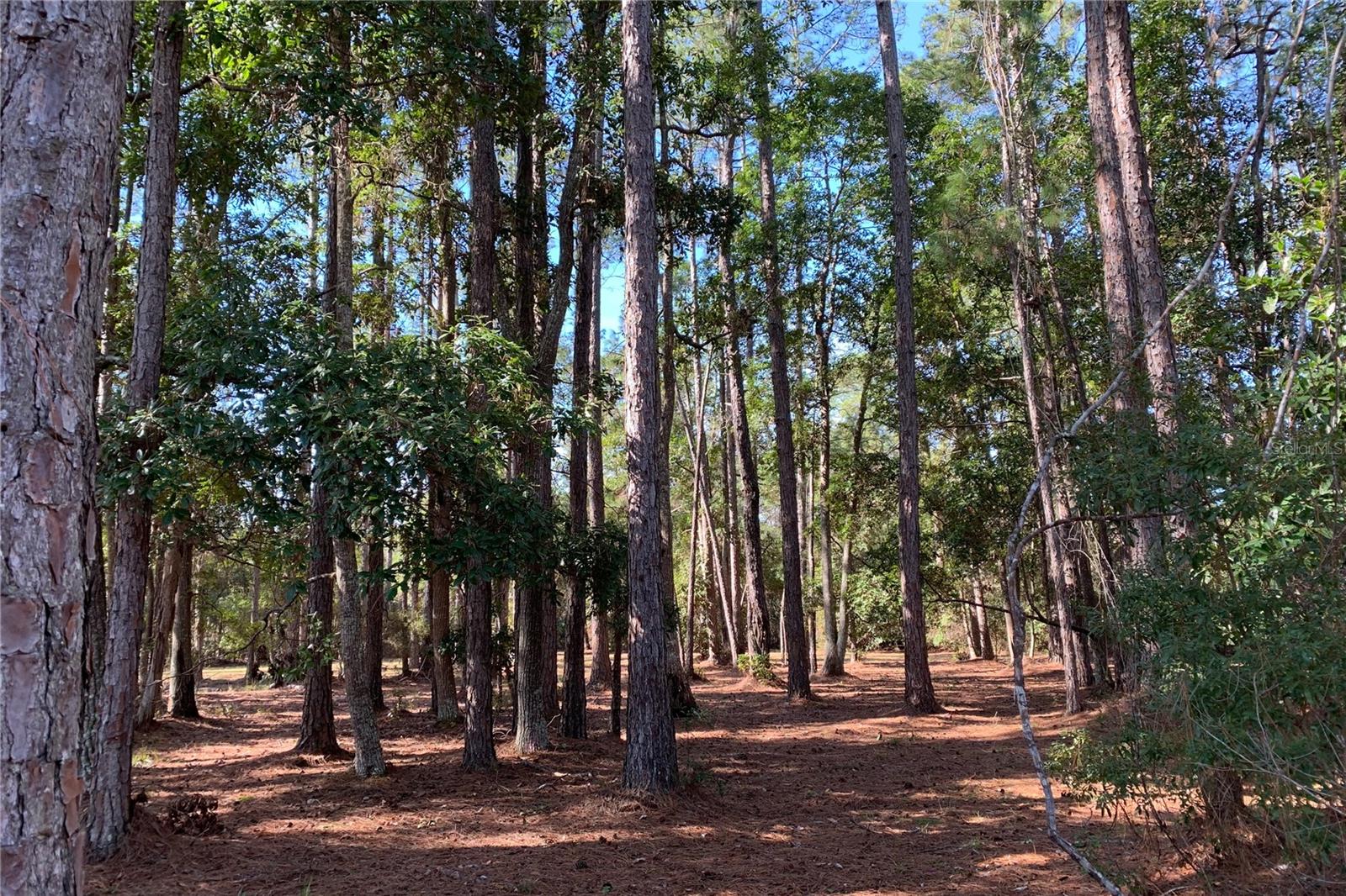 1360 S STATE ROAD 19, PALATKA, FL — photo 16