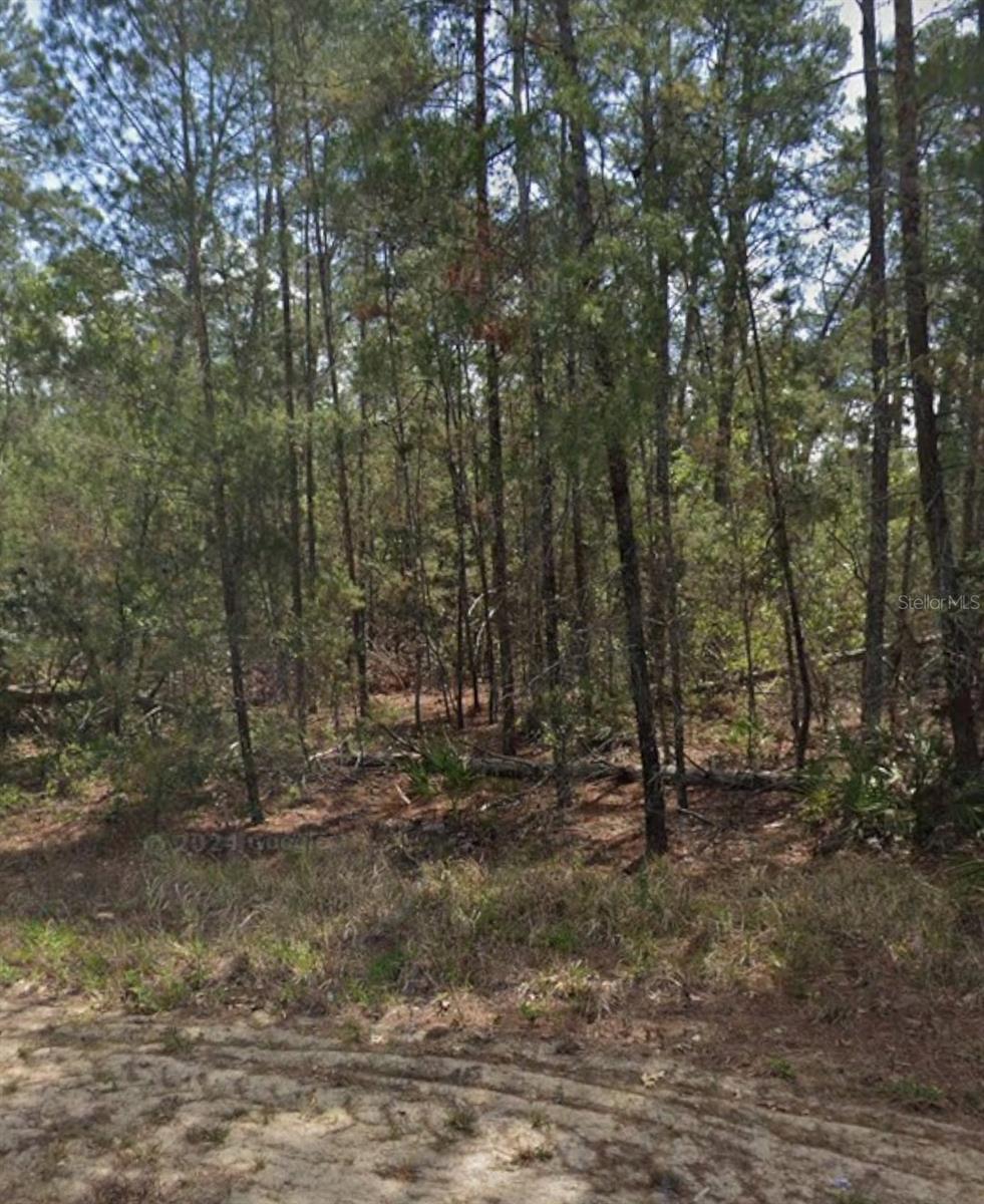 11 SCABIOSA CT, HOMOSASSA, FL — photo 2
