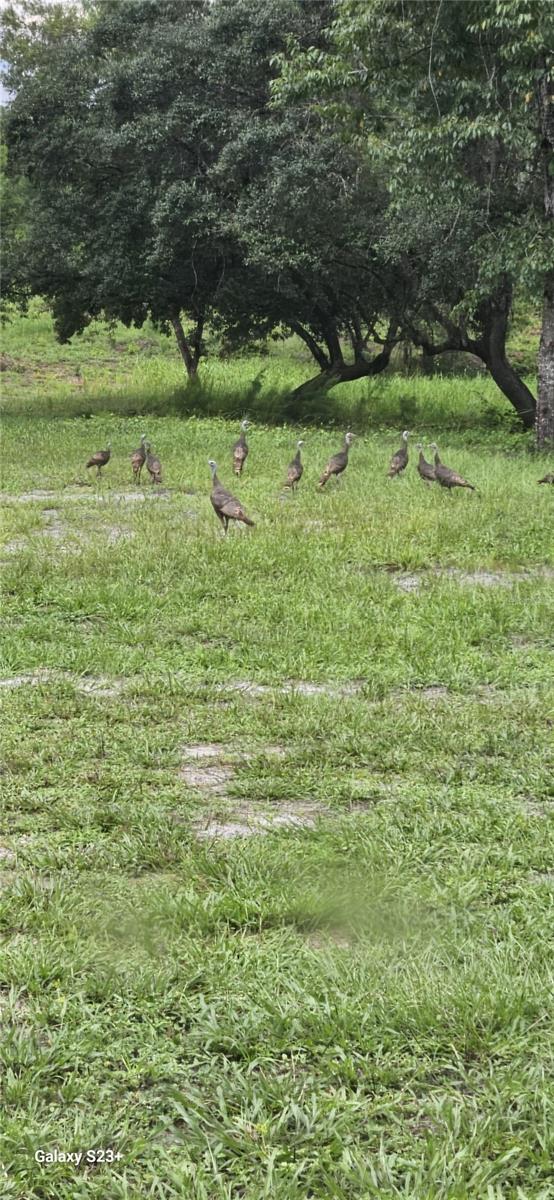 40140 SWIFT RD, EUSTIS, FL — photo 81
