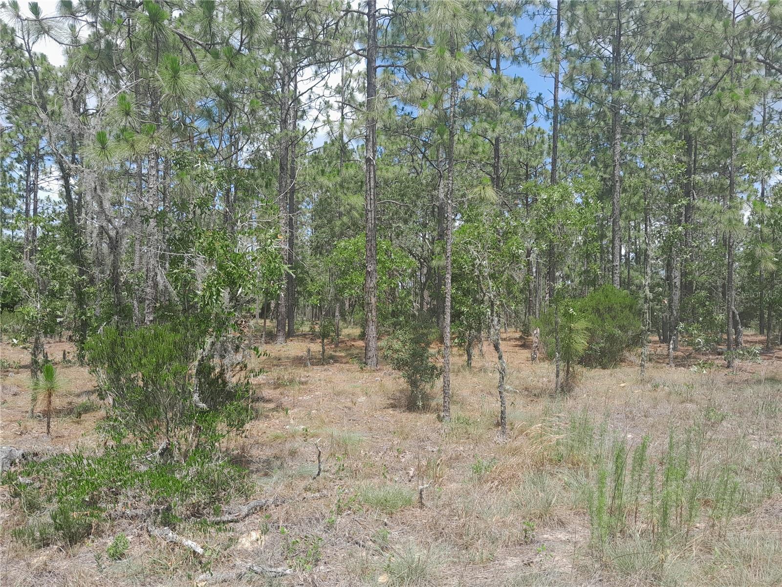 TBD NE 149TH CT, WILLISTON, FL