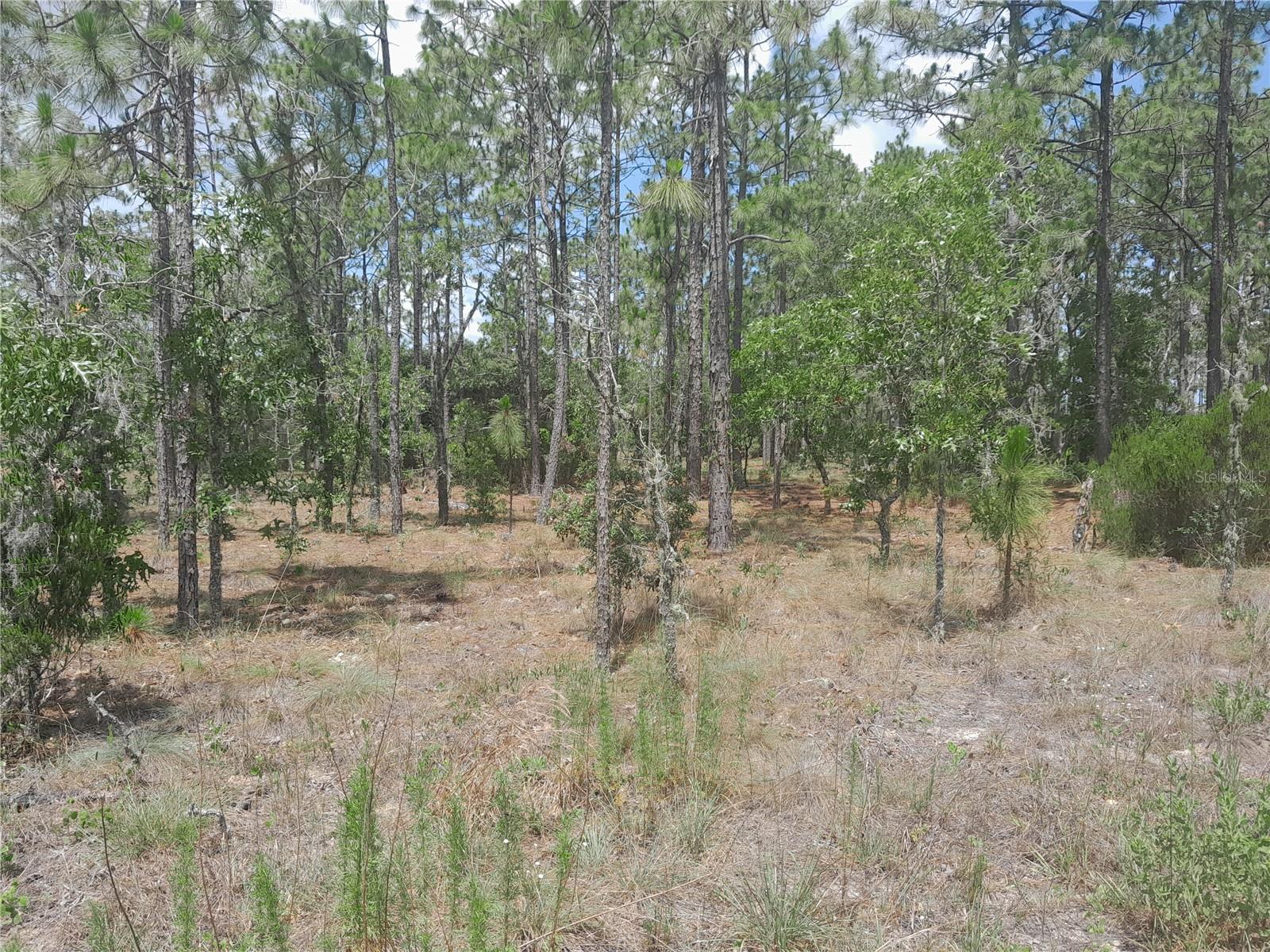 TBD NE 149TH CT, WILLISTON, FL — photo 2