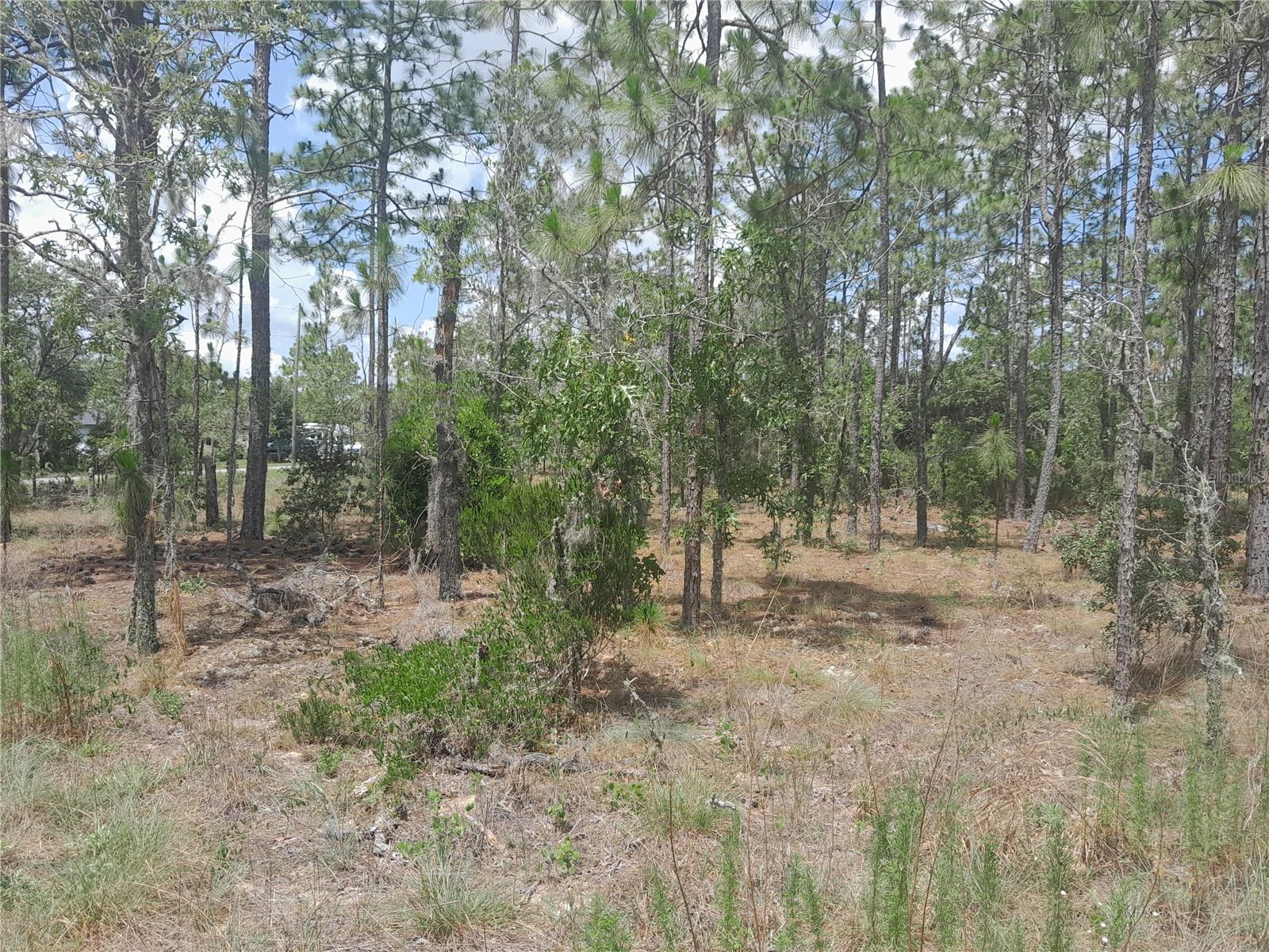 TBD NE 149TH CT, WILLISTON, FL — photo 3