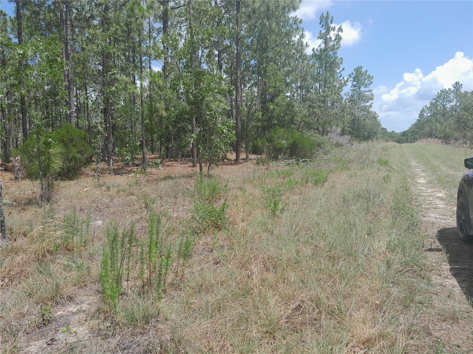 TBD NE 149TH CT, WILLISTON, FL — photo 4