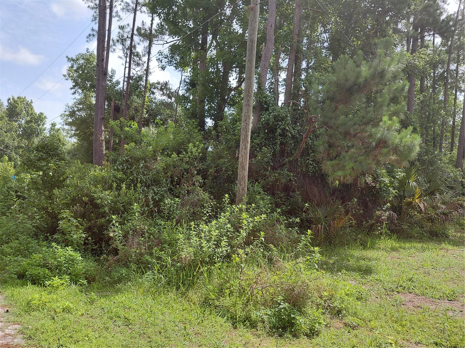 JAMES ST, ASTOR, FL — photo 7