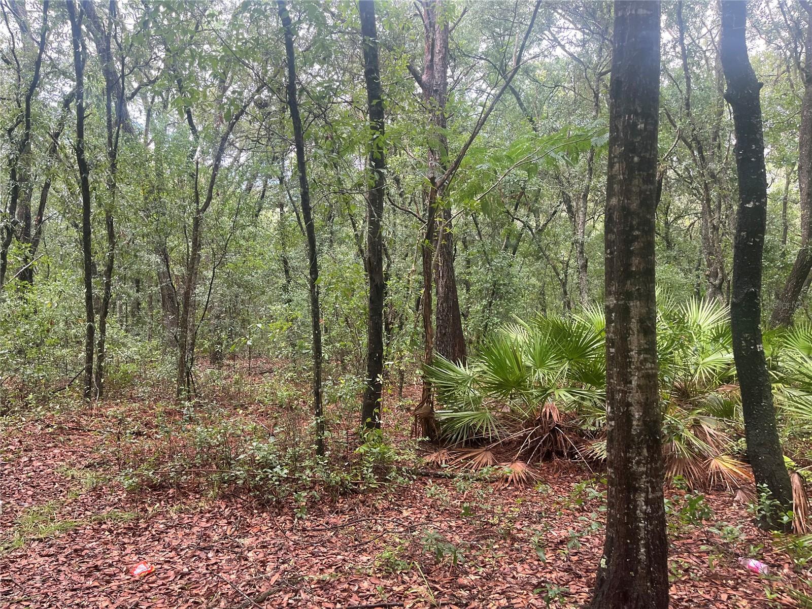 TBD DELAWARE AVE, INTERLACHEN, FL — photo 4