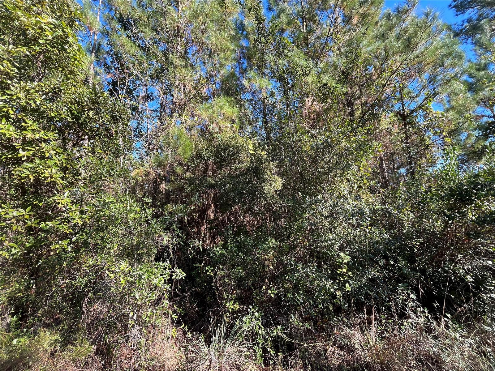 223 MOURNING DOVE RD, SATSUMA, FL — photo 3
