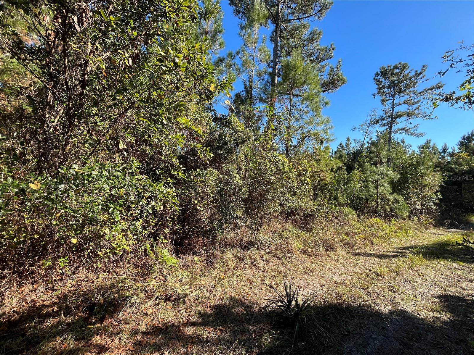 223 MOURNING DOVE RD, SATSUMA, FL — photo 5