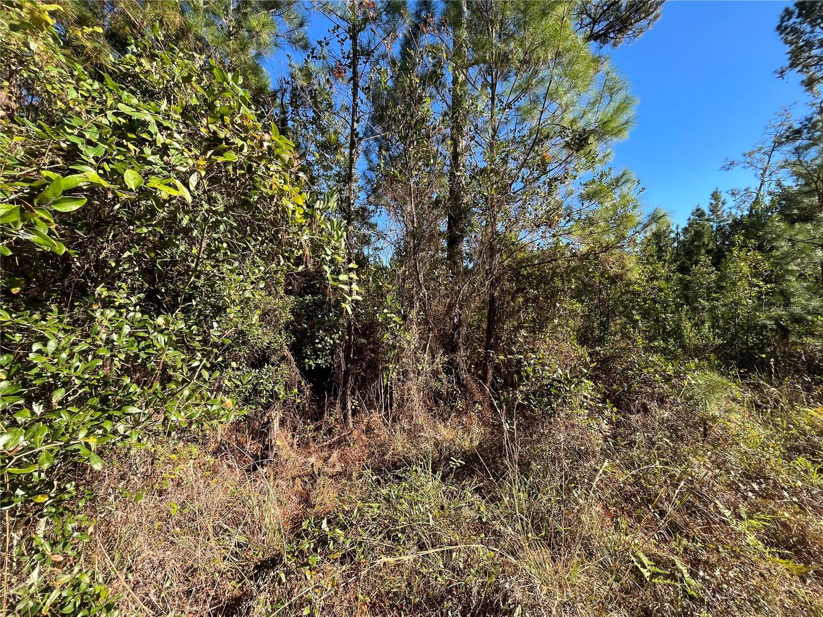 223 MOURNING DOVE RD, SATSUMA, FL — photo 6