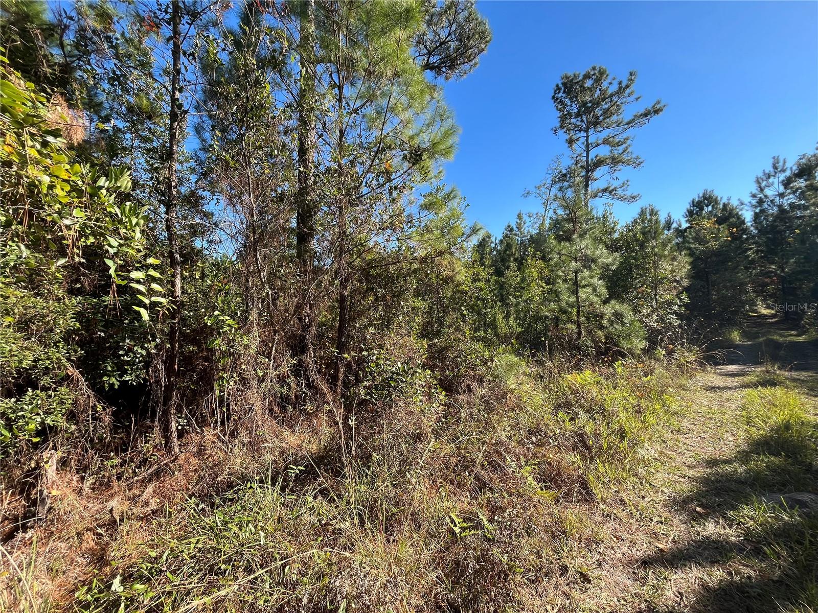223 MOURNING DOVE RD, SATSUMA, FL — photo 7