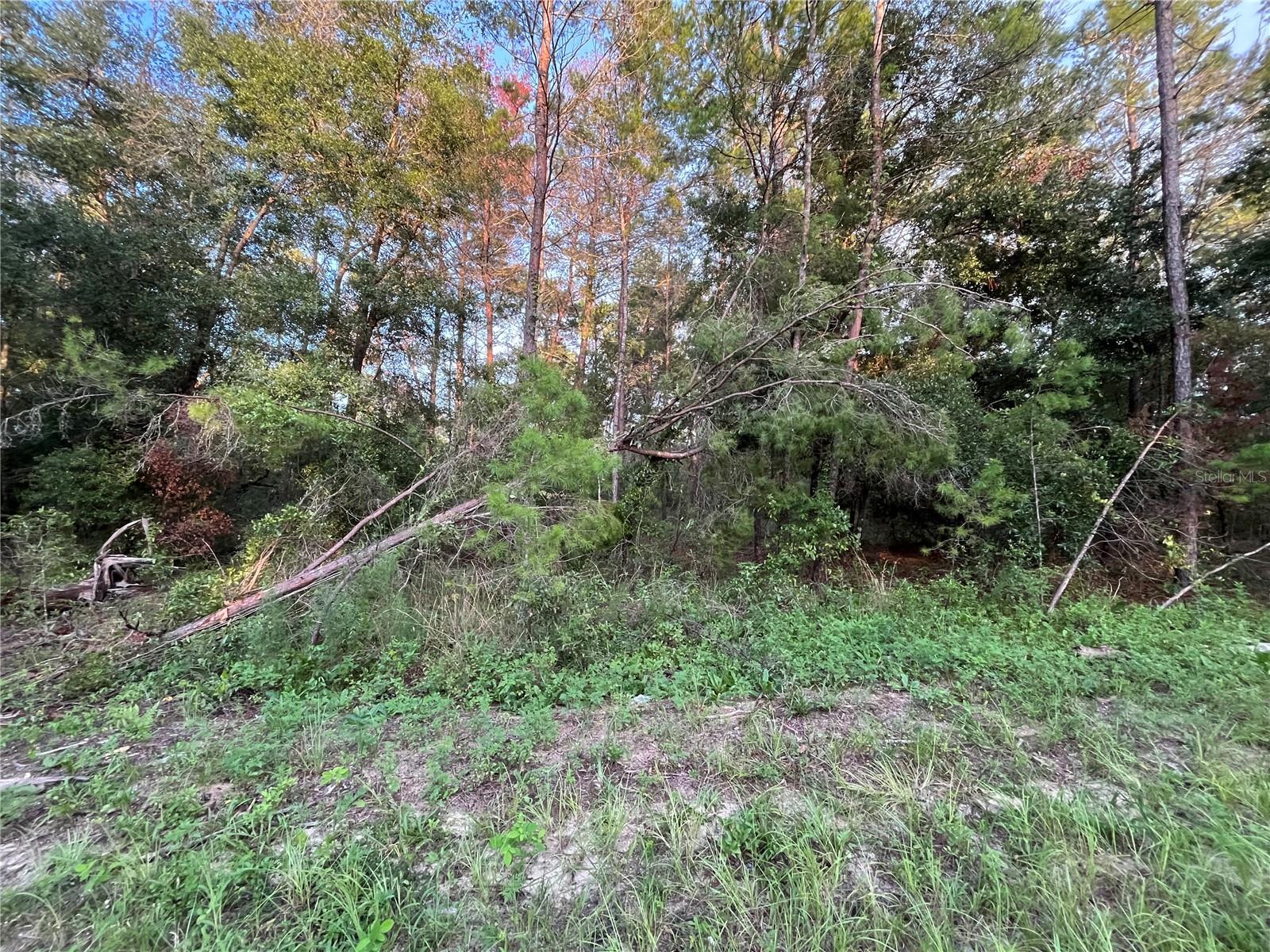 TBD TWIN LAKES RD, INTERLACHEN, FL — photo 2