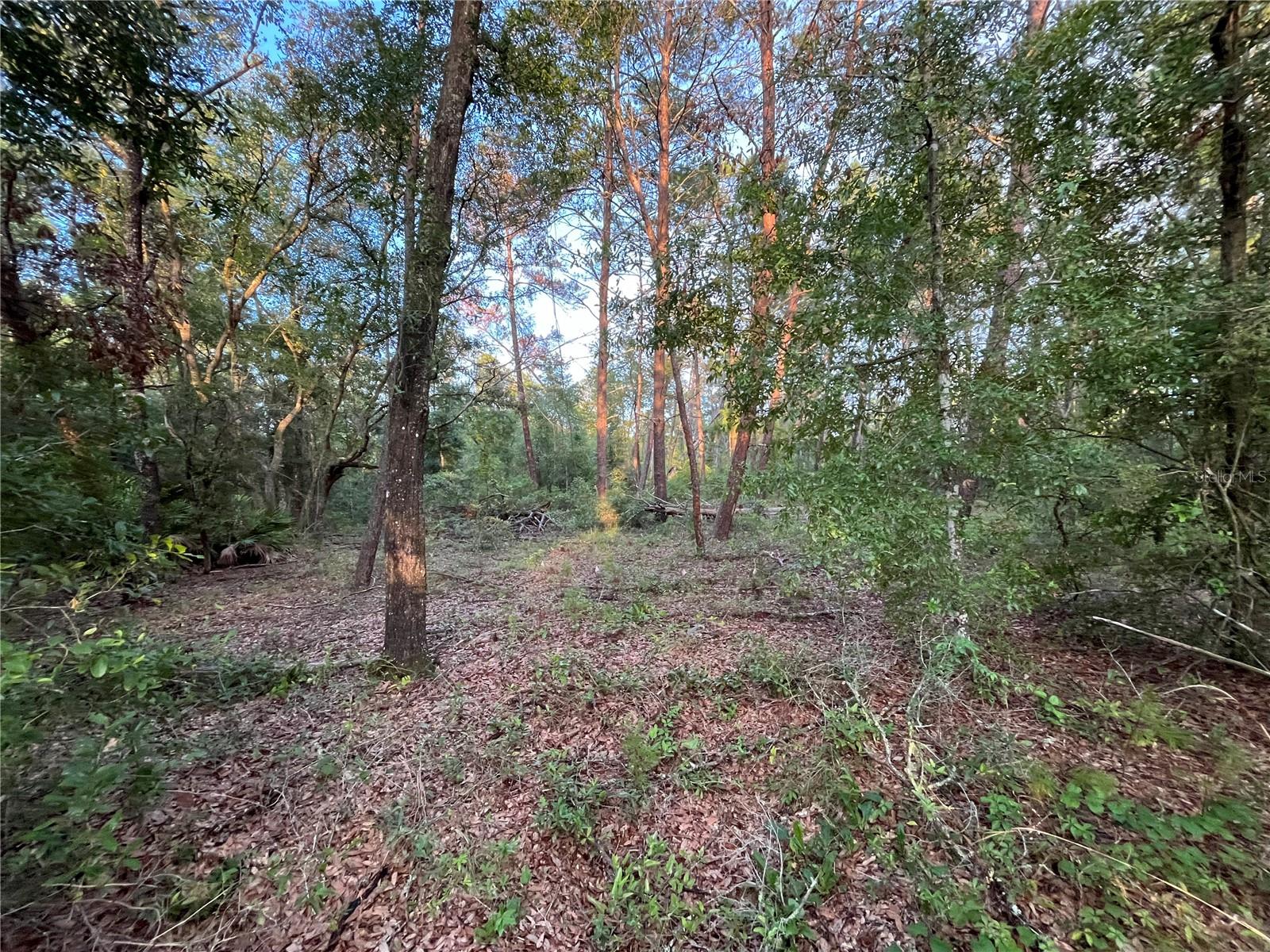TBD TWIN LAKES RD, INTERLACHEN, FL — photo 3