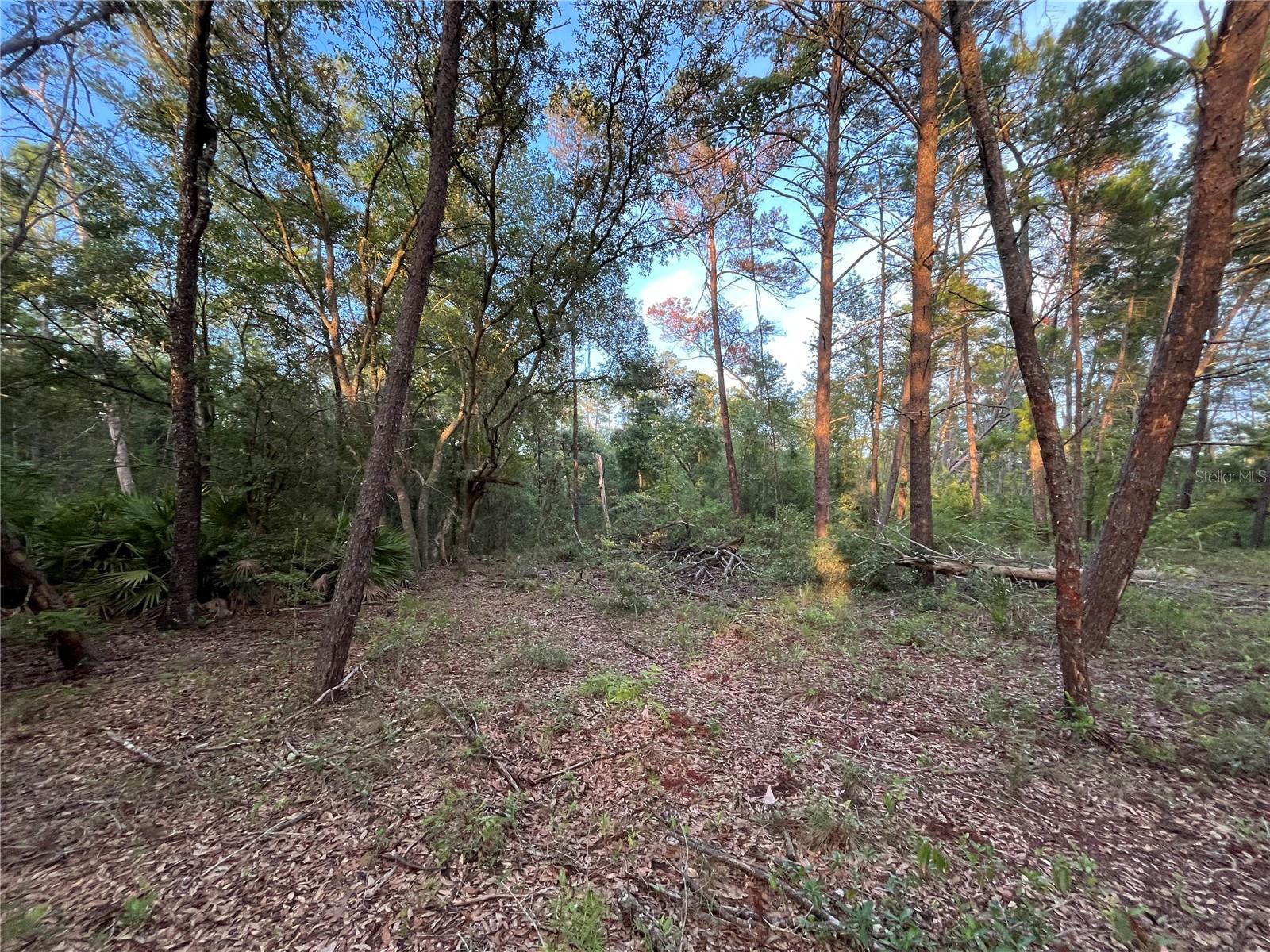 TBD TWIN LAKES RD, INTERLACHEN, FL — photo 5