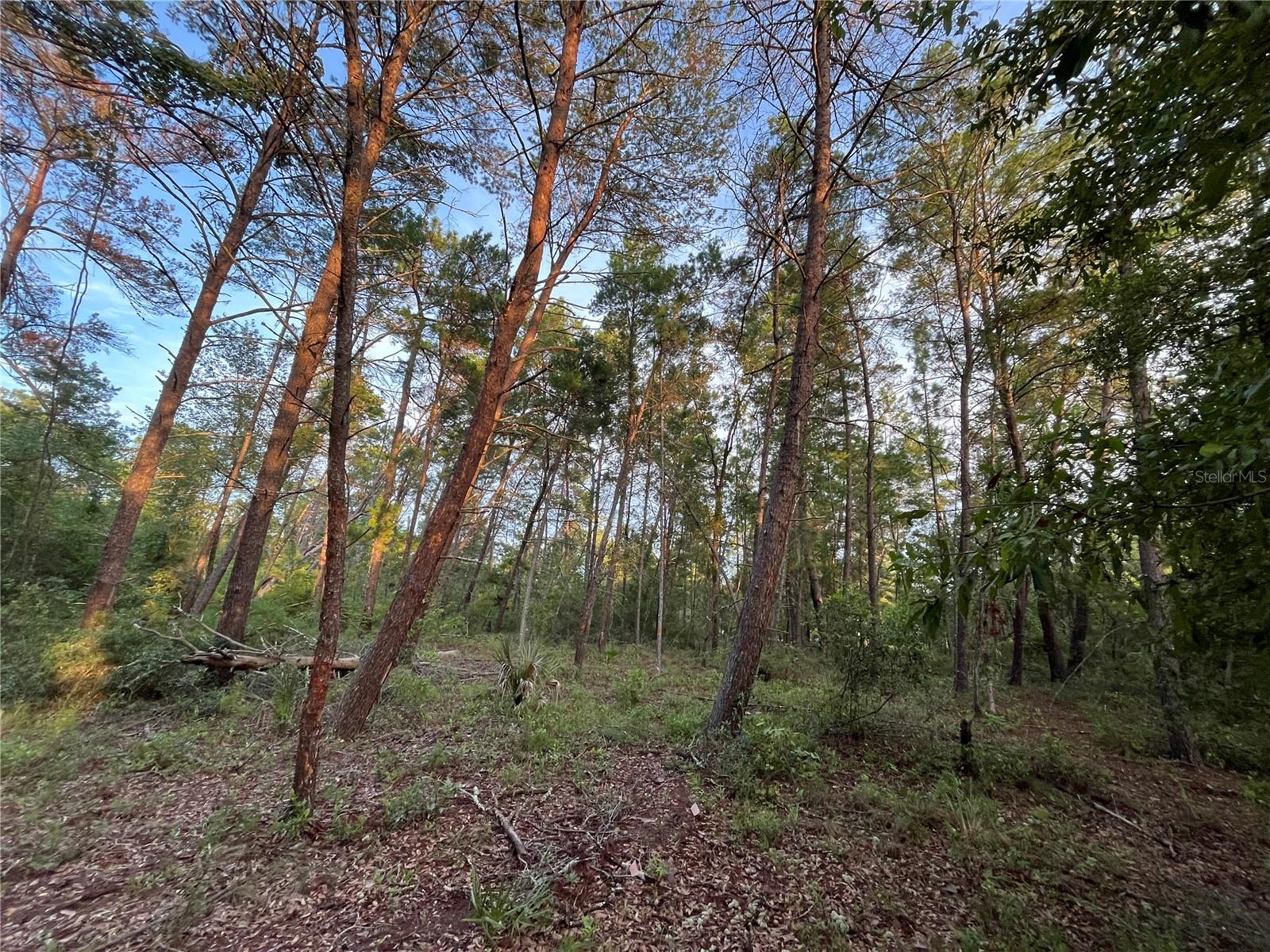 TBD TWIN LAKES RD, INTERLACHEN, FL — photo 7