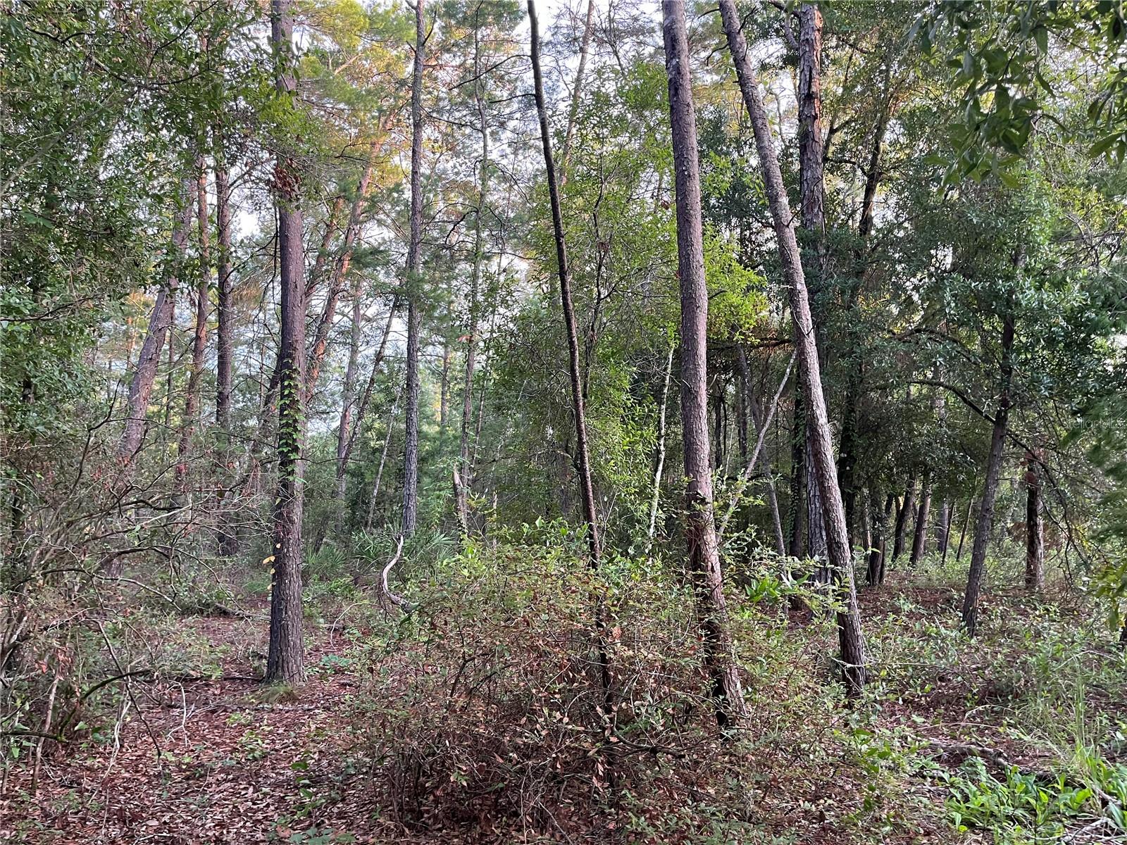 TBD TWIN LAKES RD, INTERLACHEN, FL — photo 8