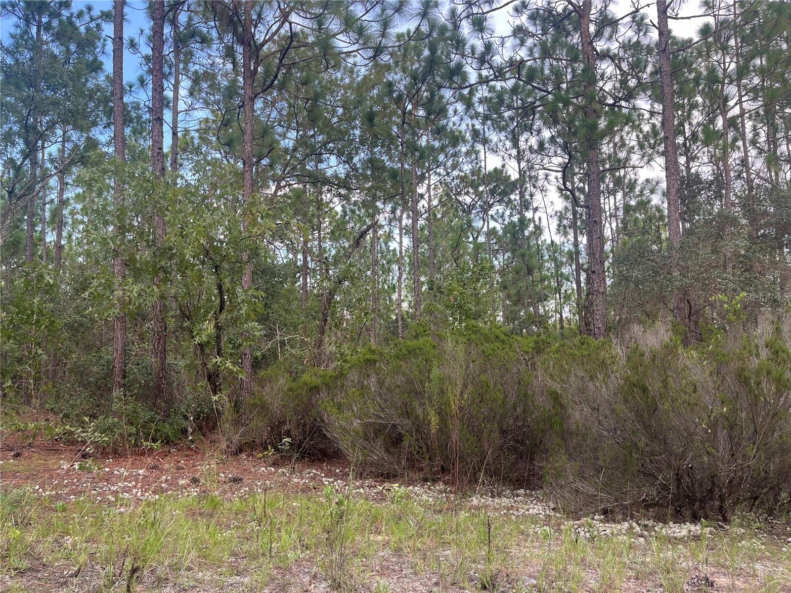 124 NEW YORK AVE, INTERLACHEN, FL — photo 7