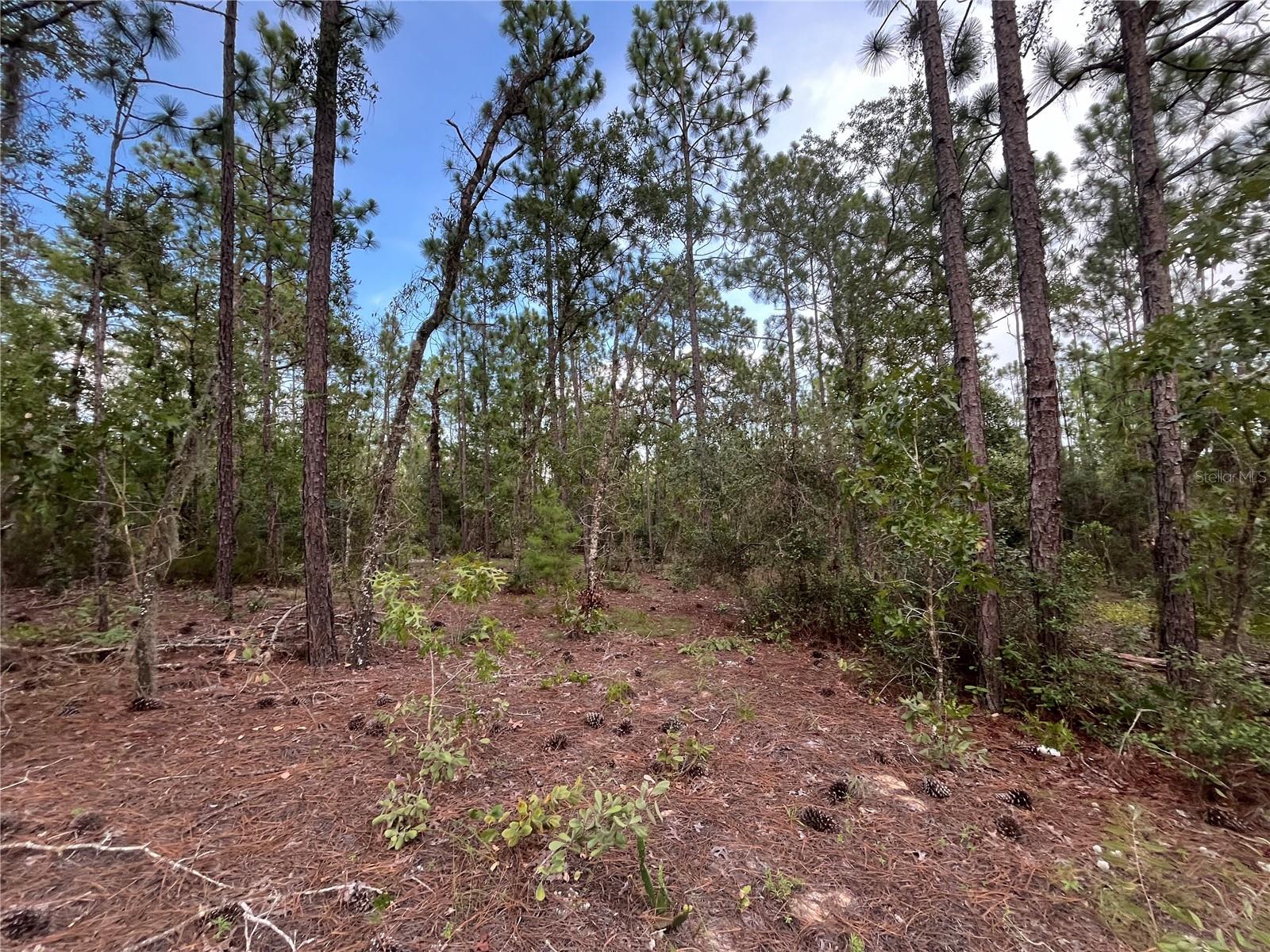 124 NEW YORK AVE, INTERLACHEN, FL — photo 9