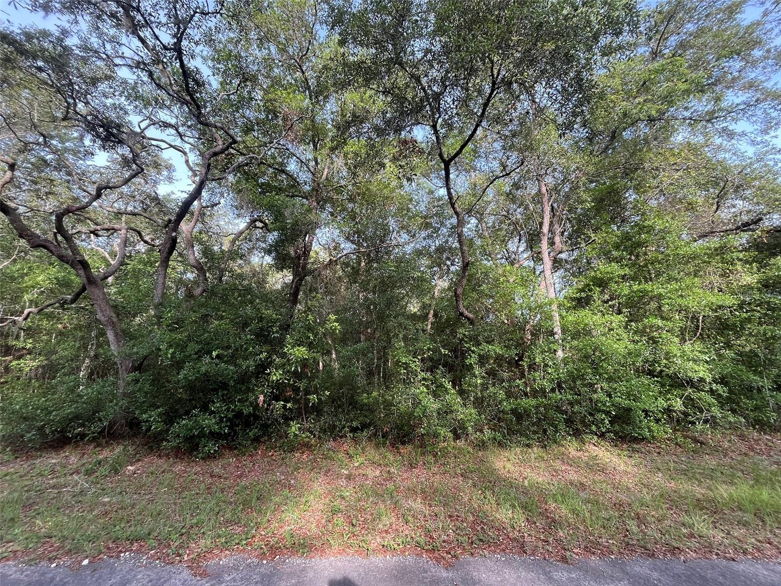 6634 N PAGODA TREE TER, HERNANDO, FL — photo 5