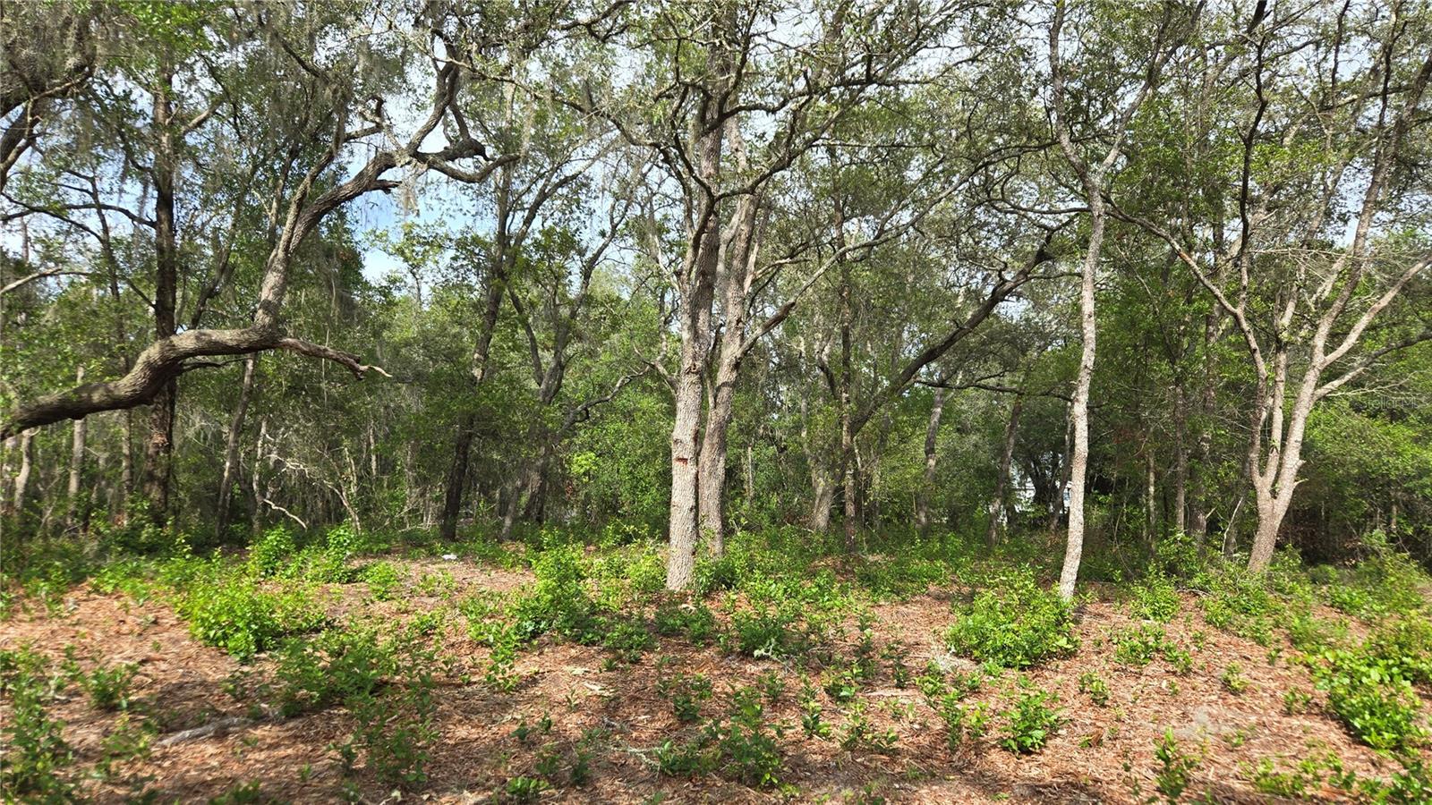 4771 N REDWOOD AVE, HERNANDO, FL — photo 25