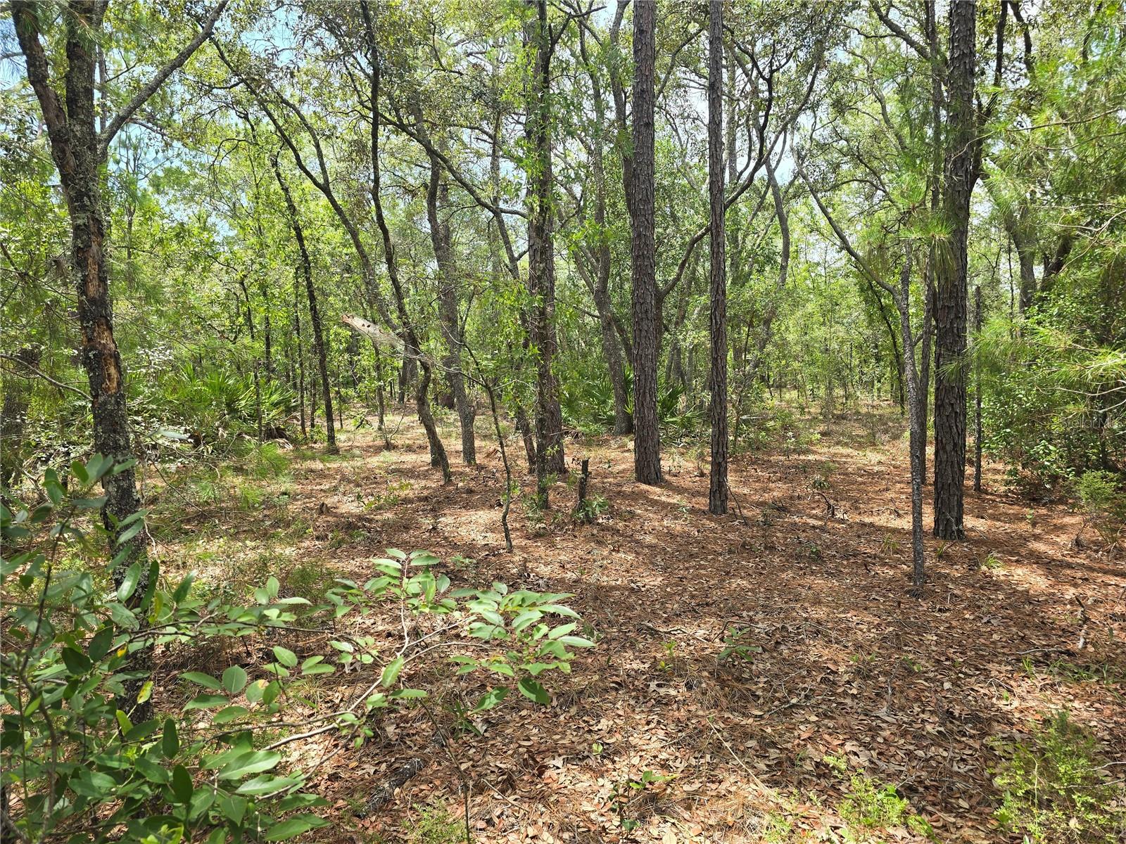 6468 N BAYLOR TER, DUNNELLON, FL — photo 4