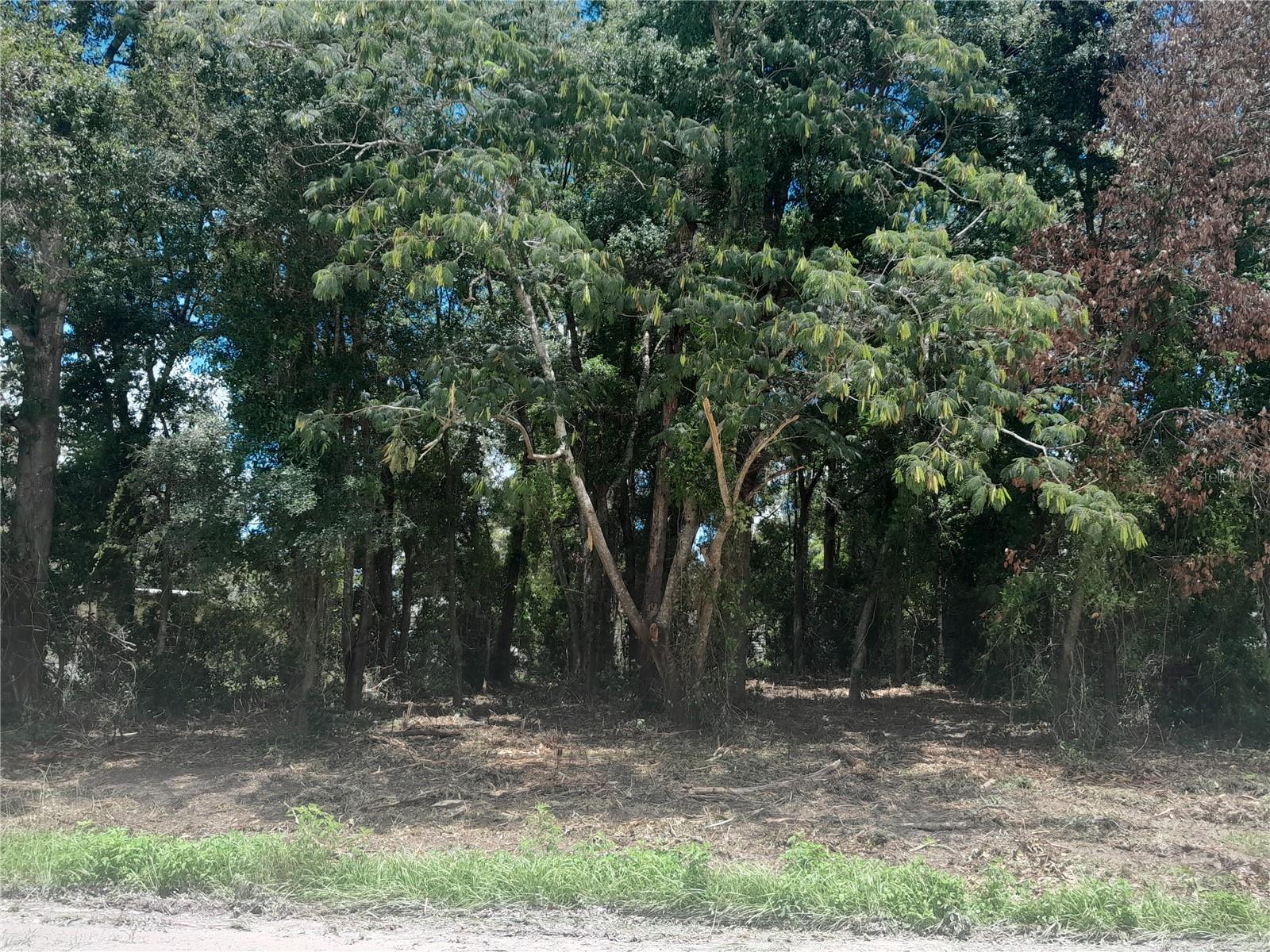 tbd NE 48TH ST, WILLISTON, FL — photo 5