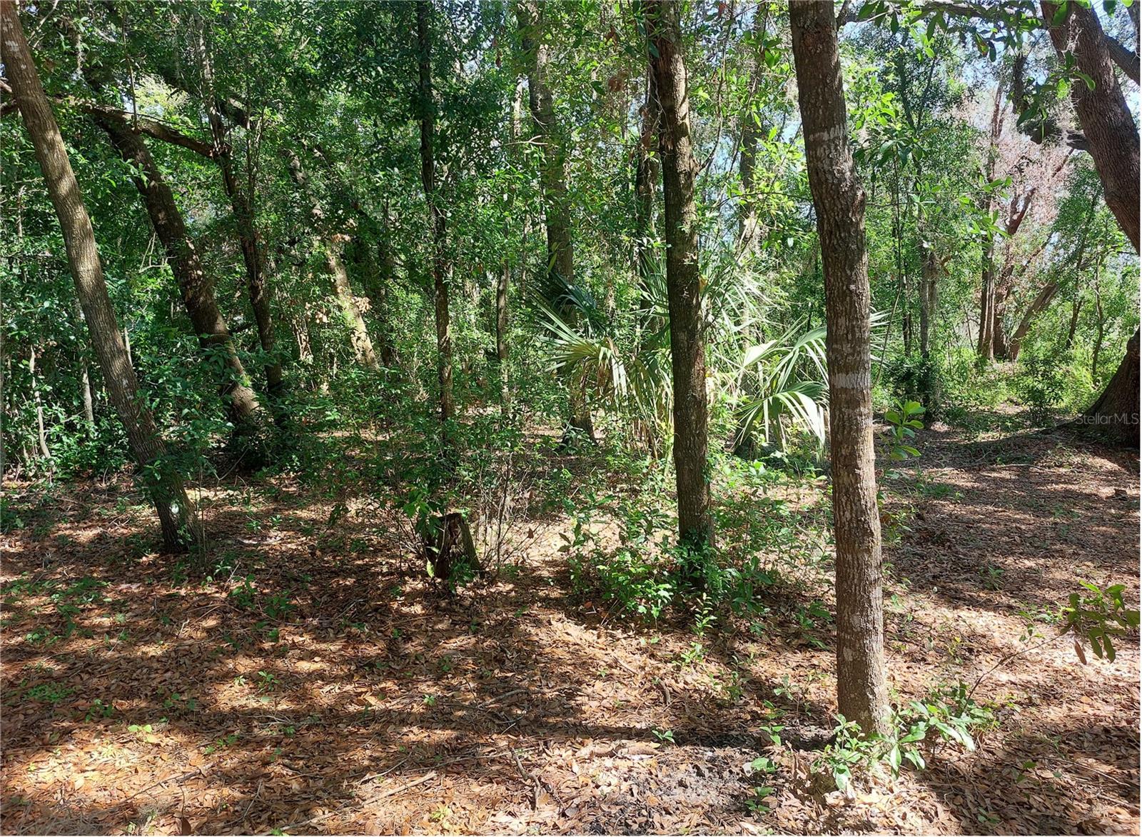 WALDO, DADE CITY, FL — photo 9