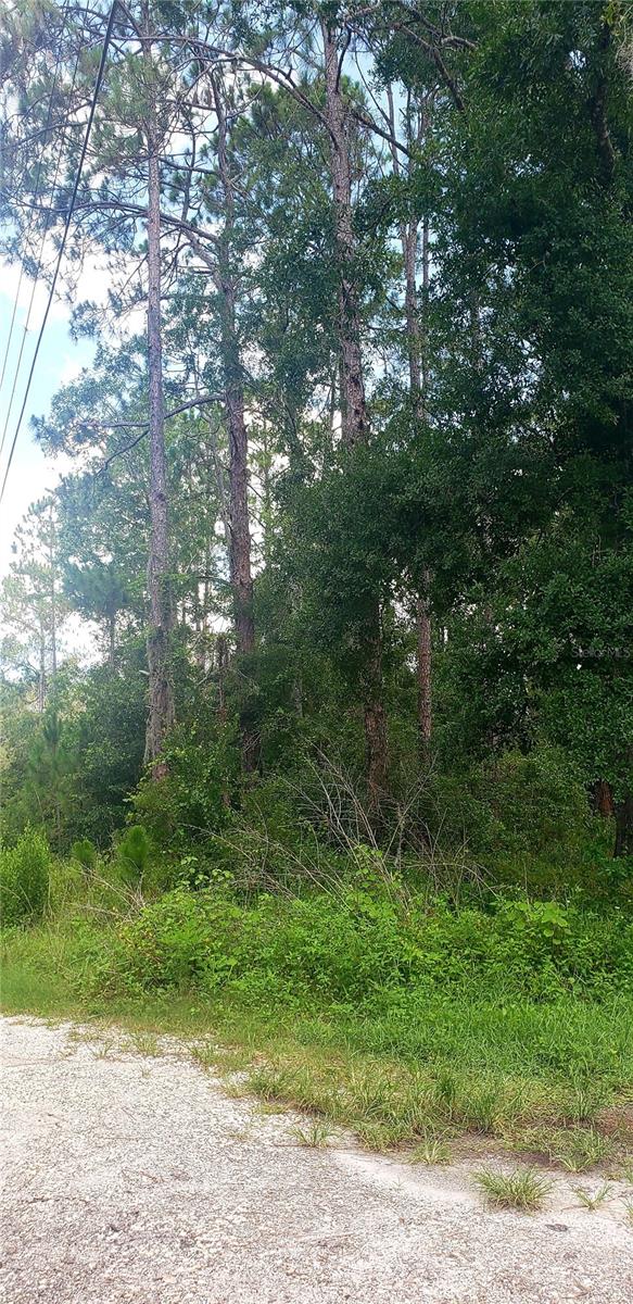 0 LADD AVENUE, NEW PORT RICHEY, FL — photo 6