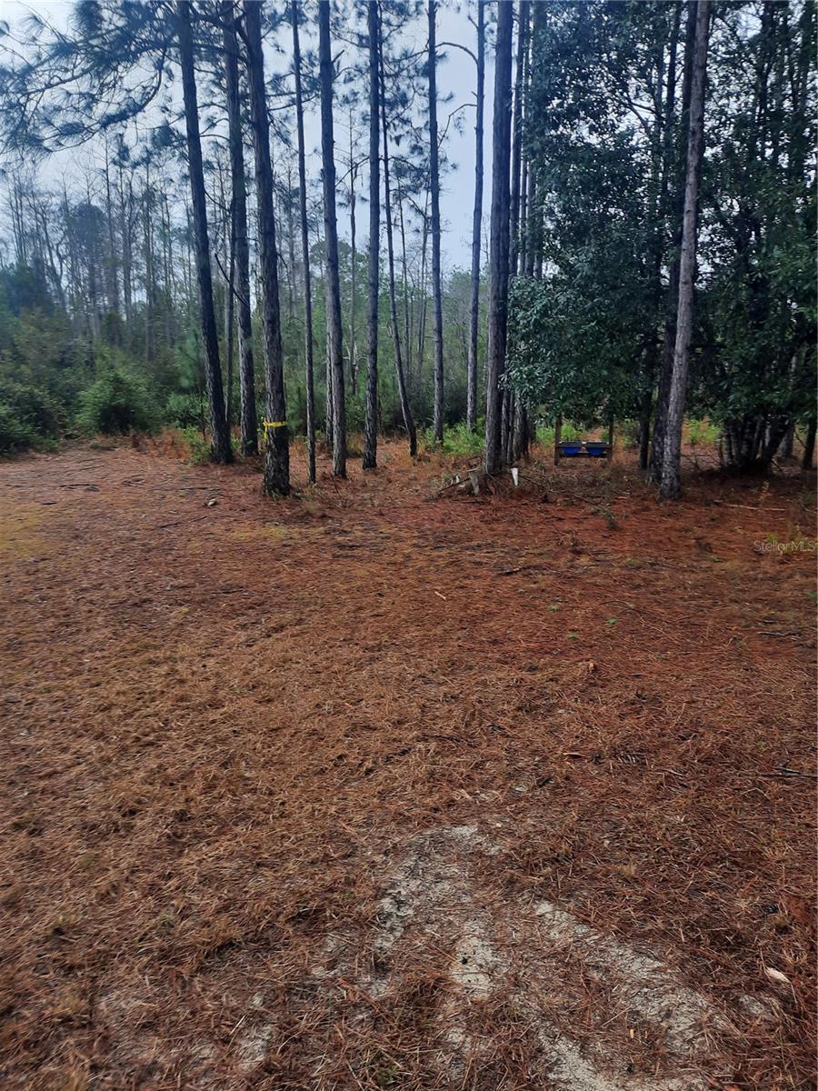 540 SW 326TH AVE, STEINHATCHEE, FL — photo 5