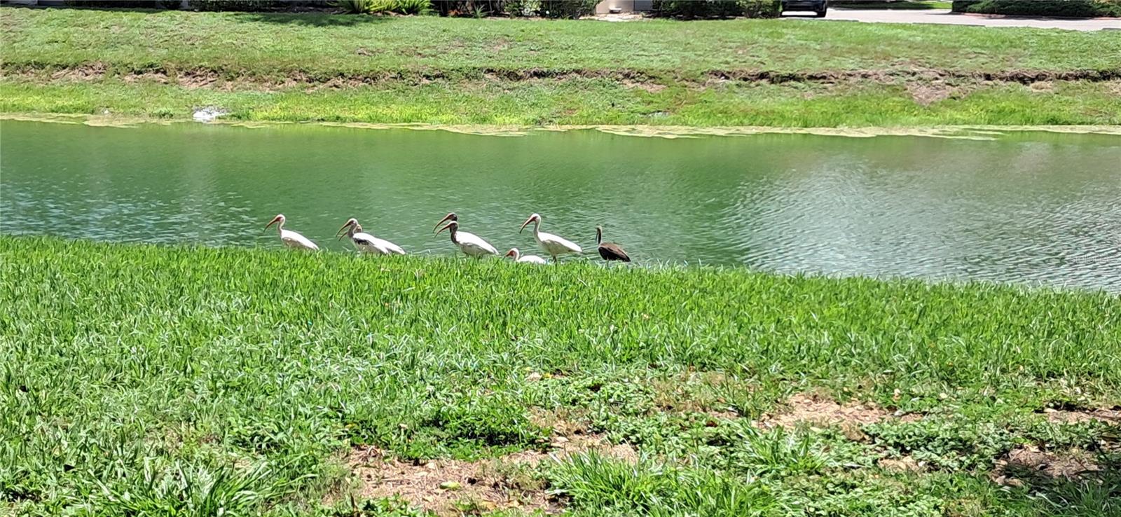 7201 COUNTRY CLUB DR #G21, LAKE WALES, FL — photo 52