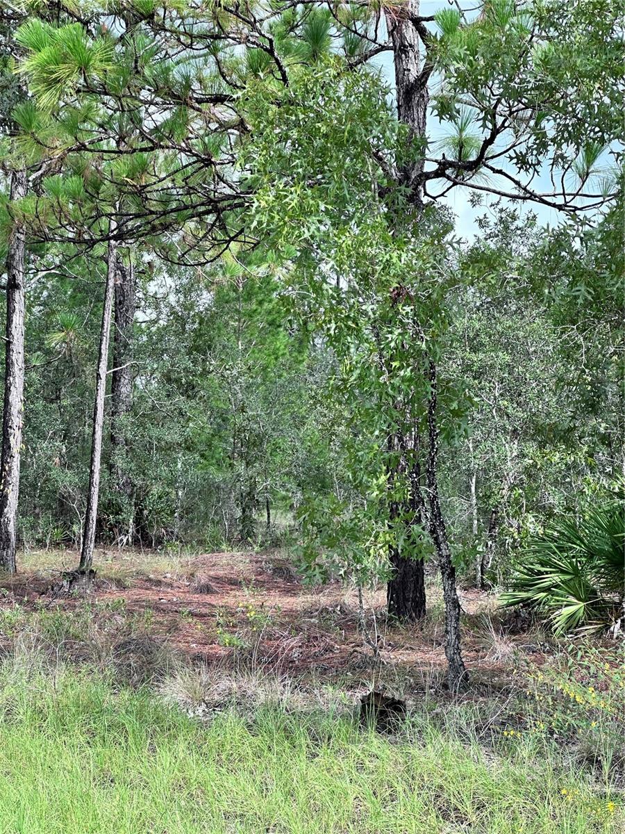 SCAUP DUCK AVE, WEEKI WACHEE, FL — photo 3