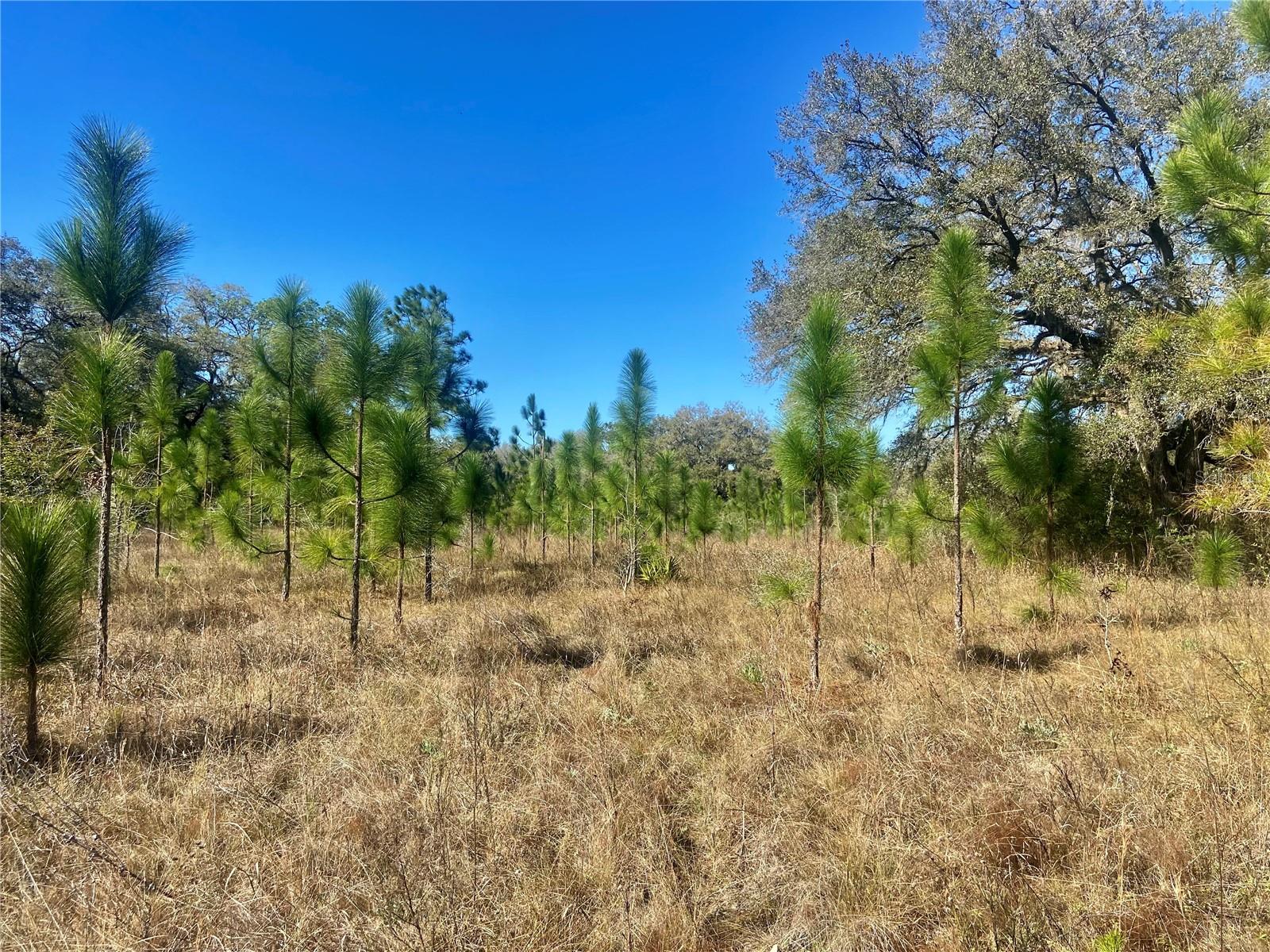 00 UNNAMED, SPRING HILL, FL