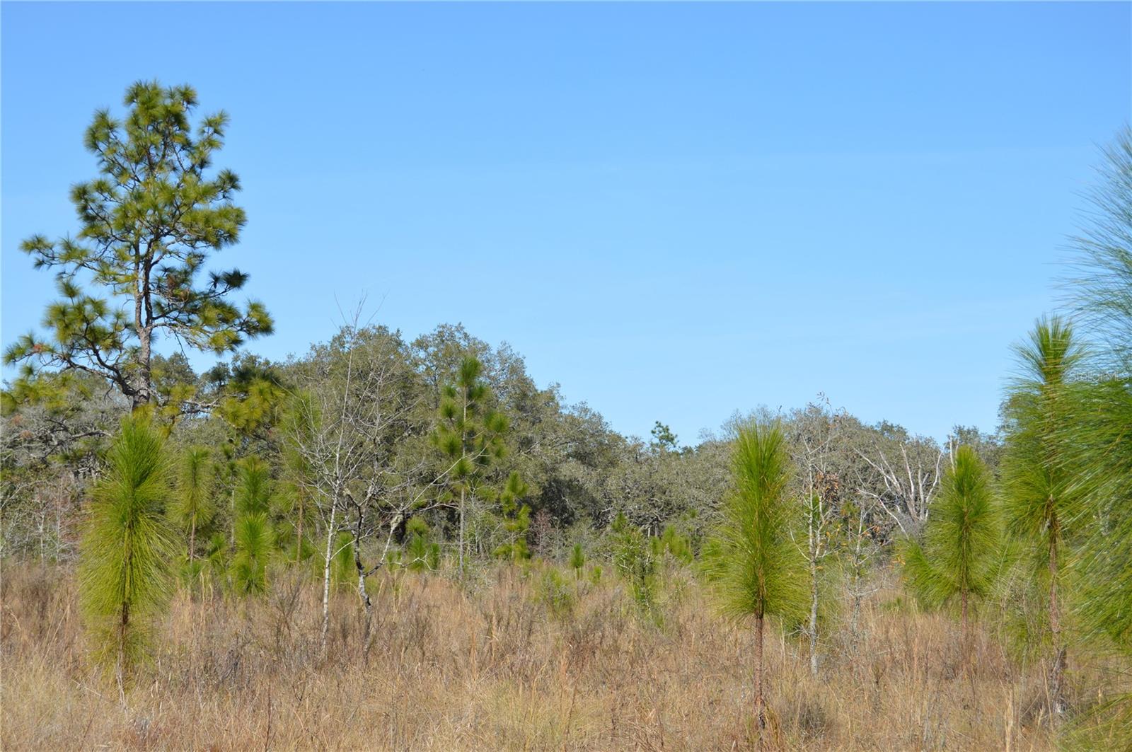 00 UNNAMED, SPRING HILL, FL — photo 2