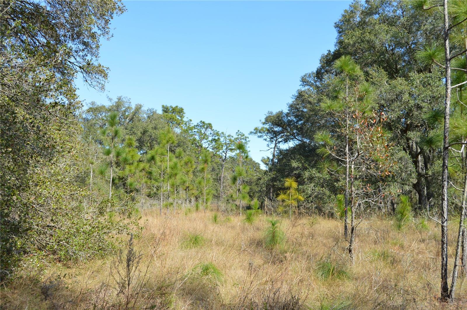 00 UNNAMED, SPRING HILL, FL — photo 5