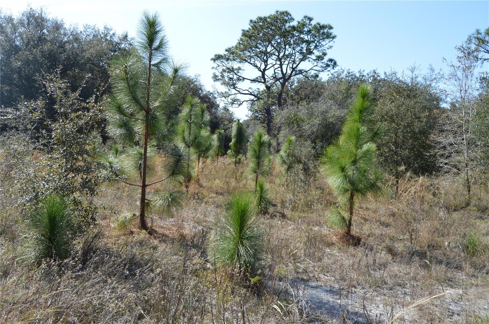 00 UNNAMED, SPRING HILL, FL — photo 10