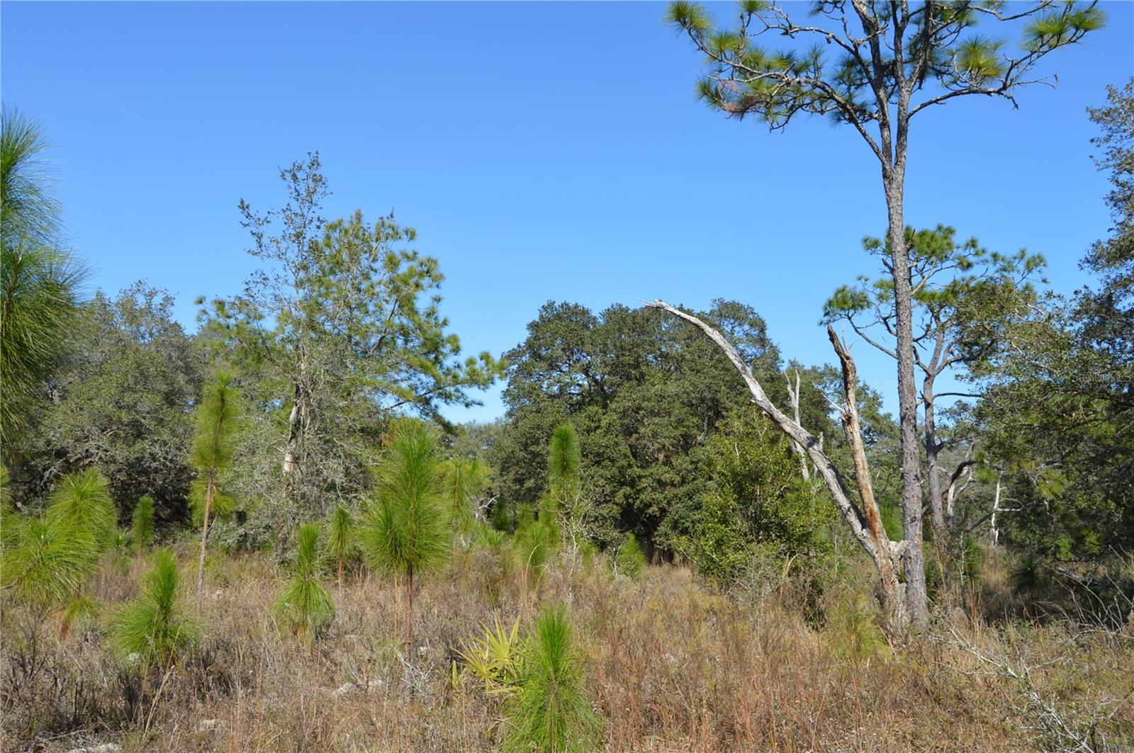 00 UNNAMED, SPRING HILL, FL — photo 13