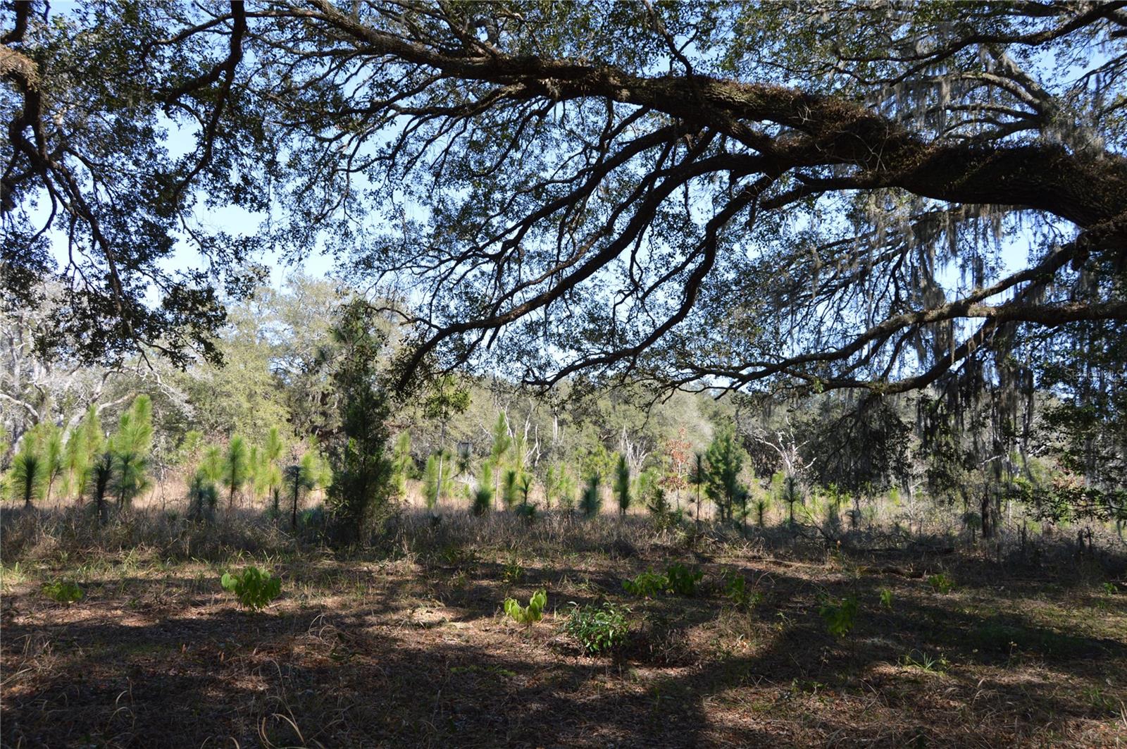 00 UNNAMED, SPRING HILL, FL — photo 15