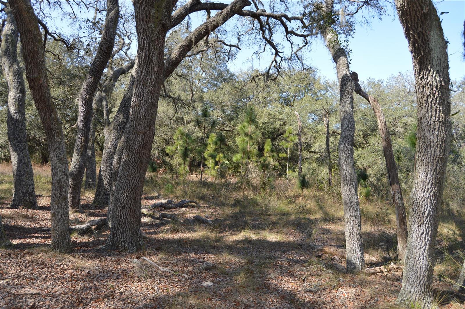00 UNNAMED, SPRING HILL, FL — photo 17