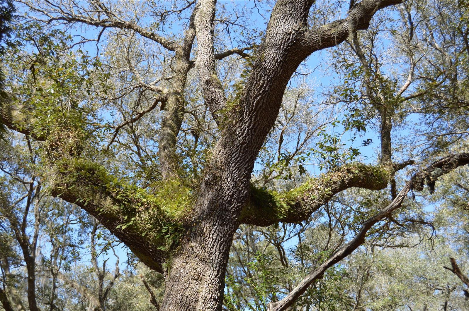 00 UNNAMED, SPRING HILL, FL — photo 21