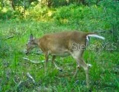 00 UNNAMED, SPRING HILL, FL — photo 24