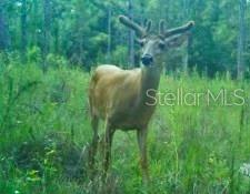 00 UNNAMED, SPRING HILL, FL — photo 26