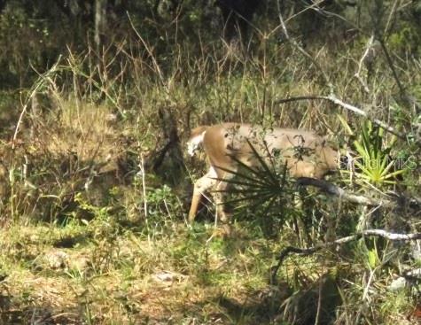 00 UNNAMED, SPRING HILL, FL — photo 32