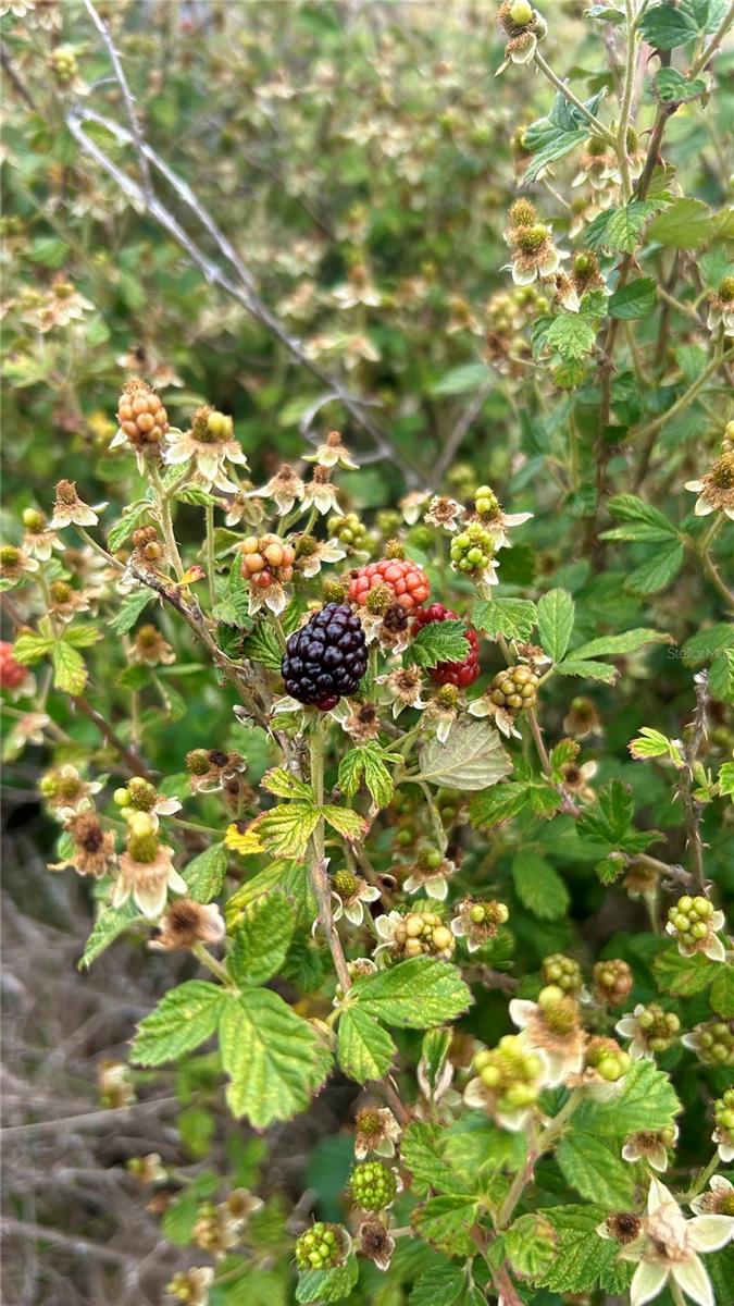 00 UNNAMED, SPRING HILL, FL — photo 38