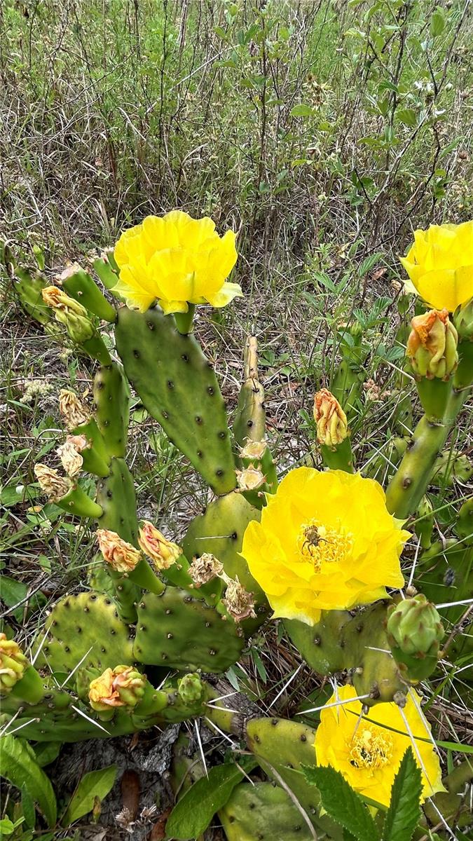 00 UNNAMED, SPRING HILL, FL — photo 39
