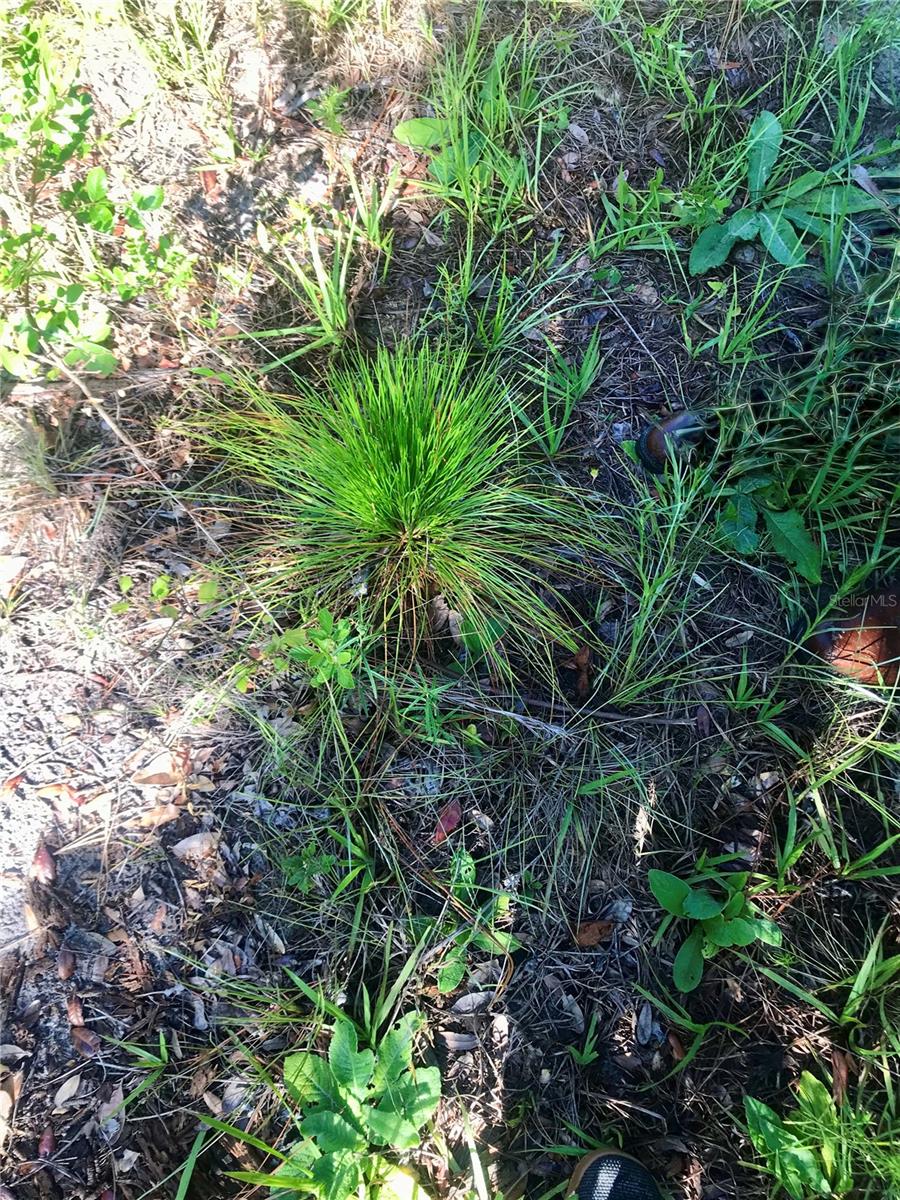 00 UNNAMED, SPRING HILL, FL — photo 45