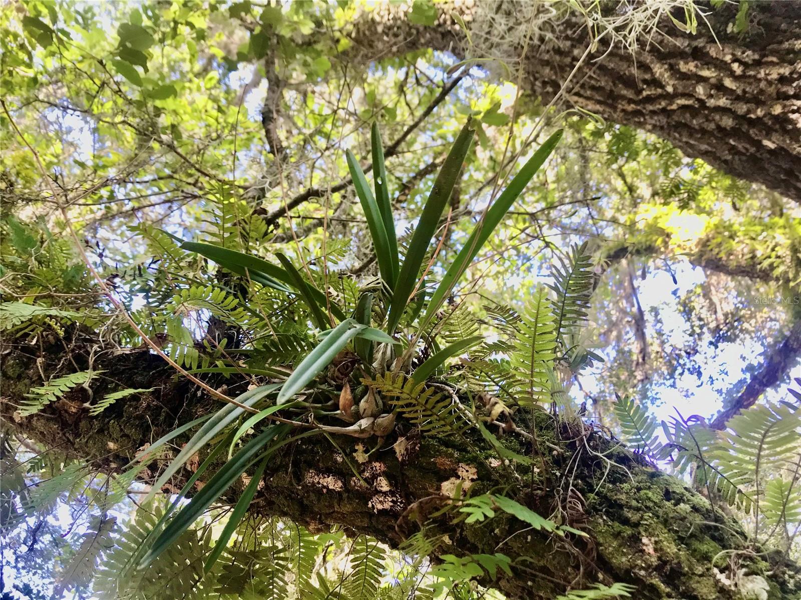 00 UNNAMED, SPRING HILL, FL — photo 47