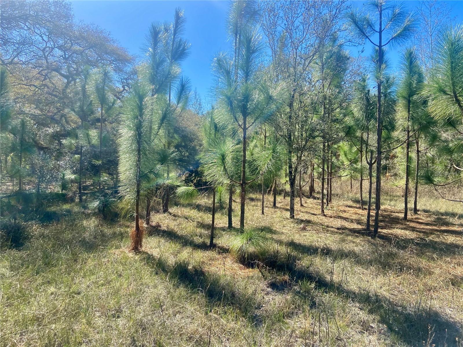 00 UNNAMED, SPRING HILL, FL — photo 54