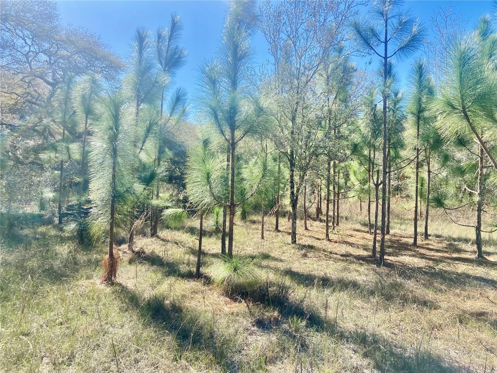 00 UNNAMED, SPRING HILL, FL — photo 55